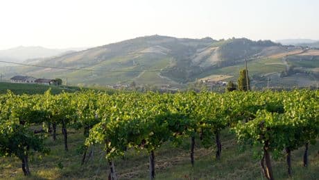 Entre droits de douane et production excessive, le vin italien face à la crise de son modèle