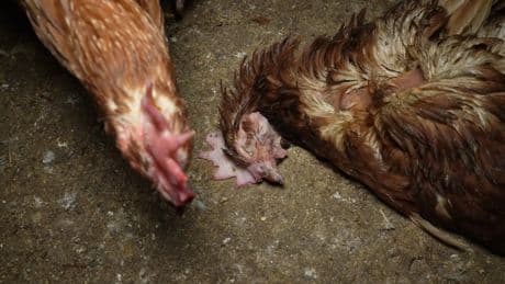 Denuncian la granja del terror en Mallorca: las gallinas vivían entre ratas, cadáveres y mucha suciedad