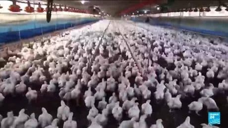 Mexico, Chile and Uruguay halt poultry imports from Brazil after bird flu outbreak