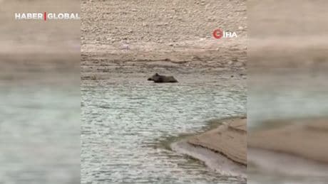 Sıcaktan bunalan yaban domuzu gölde serinledi