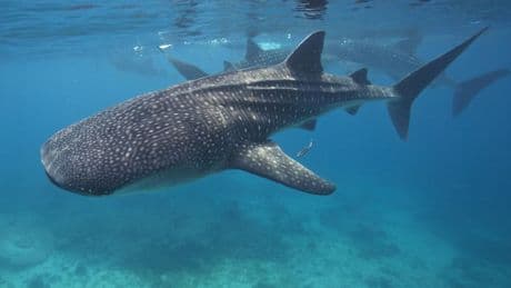 The Philippines Adds A Landmark Marine Protected Area To Safeguard Biodiversity And Sharks
