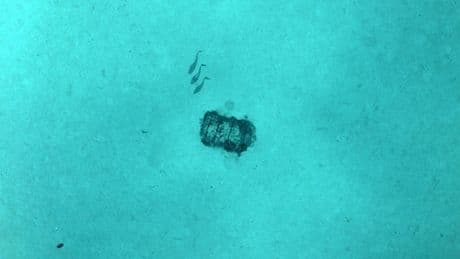 Environnement : une mission scientifique en haute mer pour étudier les déchets radioactifs