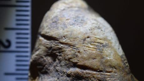 Tiny detail on animal bone changes what we know about our human ancestors