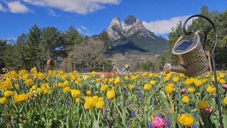 La primavera de los tulipanes del Pedraforca