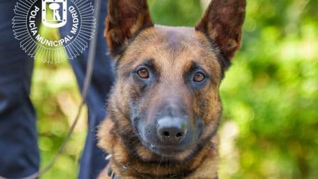 Atropellan a Lobo, el perro policía que detectaba explosivos en el Palacio de Cibeles