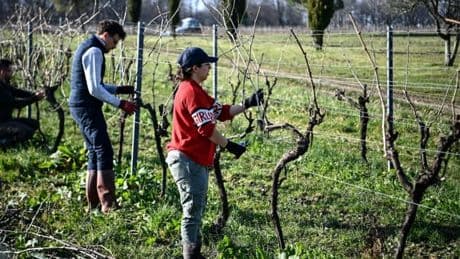 "Il n'y a pas une grappe récoltable": des bénévoles viennent en aide aux vignerons victimes de la grêle