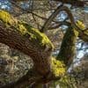 Orages : une énorme branche d’arbre cède à cause du vent et tombe à quelques centimètres d’un enfant