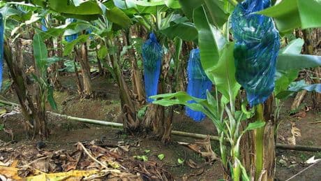 Chlordécone en Martinique : l’État condamné à indemniser deux ex-ouvrières agricoles