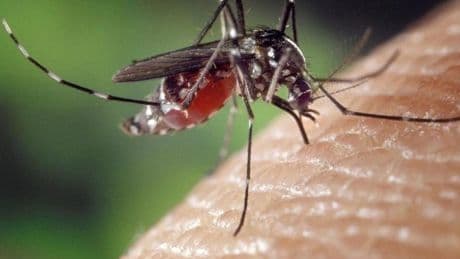 Activan la alerta en Gipuzkoa tras un caso de picadura del mosquito tigre en Iparralde