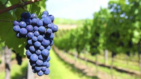 La Rioja desarrolla tecnología no invasiva para controlar el interior de la uva en tiempo real y mejorar la producción