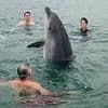 Do male dolphins like Reggie really find women in wetsuits sexually attractive? After two incidents off Lyme Regis this week, marine experts answer the mind-boggling question