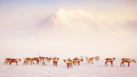 Al Polo Nord, congelati e felici
