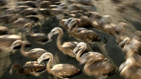 Los flamencos españoles amenazan el arroz del risotto italiano