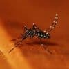 Tigermücke überträgt Virus in Europa : Sind Berliner Kleingärten gegen die Ausbreitung gewappnet?