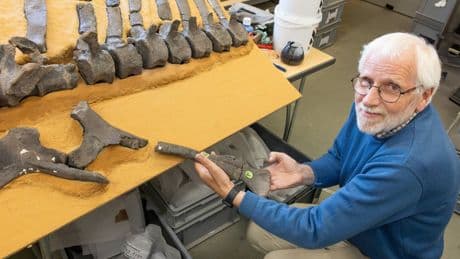 Scientists discover new dinosaur species with ‘eye-catching sail used for mating’