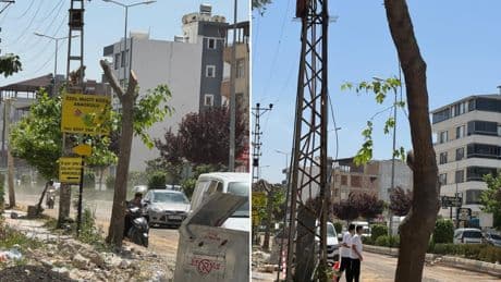 Antakya’nın zeytin direnci