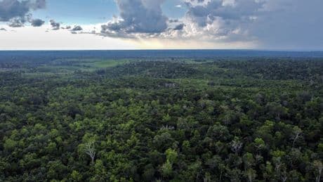 Motion cameras were set up in the jungles of Guatemala — and they captured something incredible