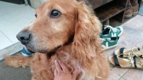French tourists issue desperate plea to find beloved dog missing on Conic Hill