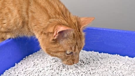 Nie wieder unangenehme Gerüche: So bleibt das Katzenklo frisch und sauber