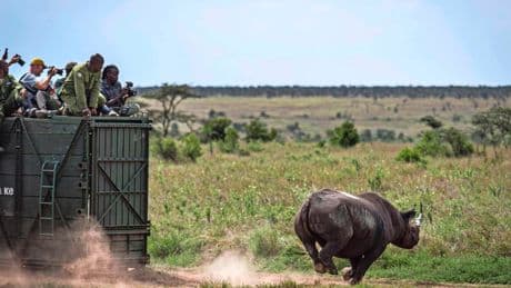 Wilde verhuizing: Kenia zet massale operatie op touw om tientallen neushoorns te vangen en naar natuurpark te verplaatsen