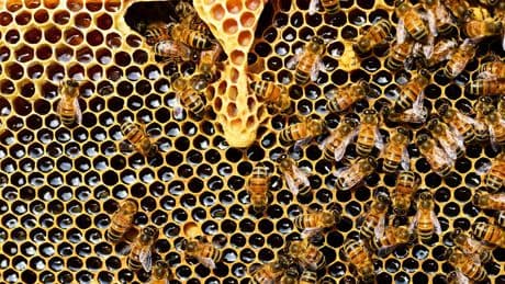 Las abejas ven con cinco ojos y se comunican mediante danzas: los secretos de un insecto más raro de lo que se cree