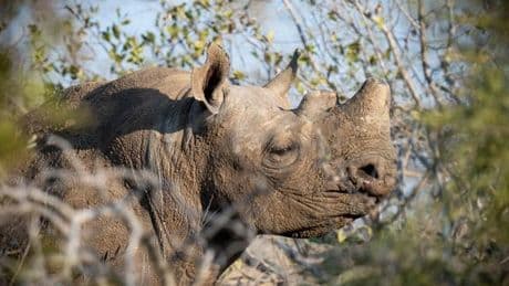 Contre le braconnage des rhinocéros, rien de tel que leur couper les cornes
