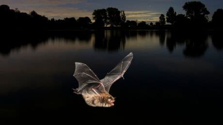 Why a bat in the attic could see home improvement costs go through the roof