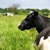 États-Unis. La vache de son voisin se balade sur son terrain, il tire cinq fois sur l’animal