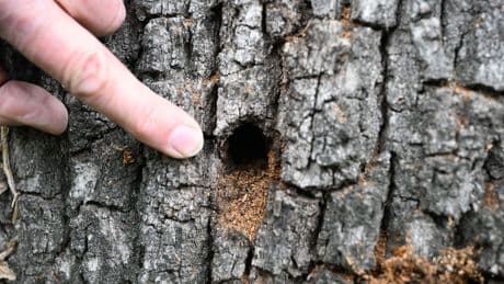 Artenschutz: Seltener Käfer wird zum Problem am Baggersee-Parkplatz