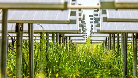 Studie zeigt Win-Win-Situation - Stimmt es, dass unter Solar Pflanzen wachsen?