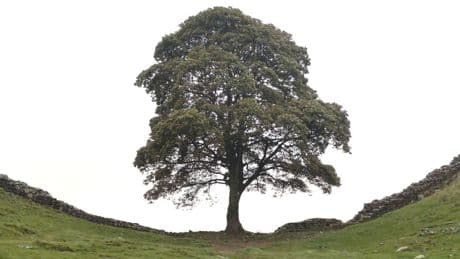 Man says friend wanted to cut down world's 'most famous tree'