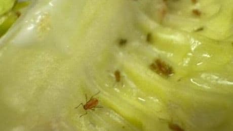 Woman left retching after finding bugs crawling on Co-op salad