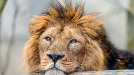 Danish zoo asks owners to donate unwanted animals to feed to predators