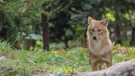 Nach dem Wolf breitet sich nun auch der Goldschakal im Norden aus