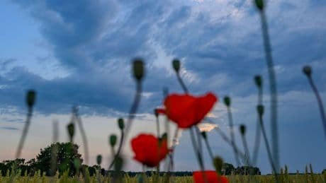 Wetter: Hitze kehrt ab Mitte der Woche zurück