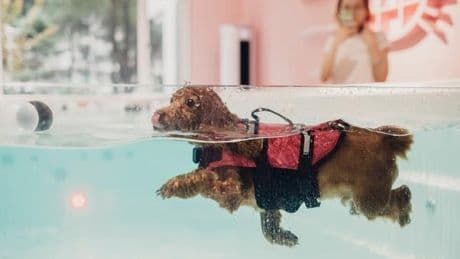 Litières connectées, gamelles intelligentes : la Chine à l’heure de la “pet tech”