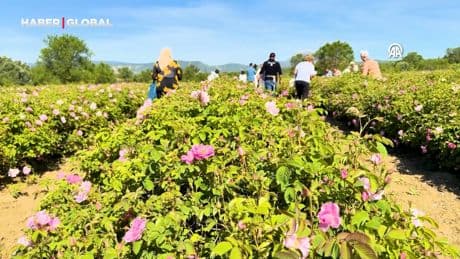 Isparta’da gül hasadına başlandı