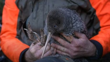 Zeldzame kiwi pukupuku na bijna 50 jaar weer gespot op vasteland van Nieuw-Zeeland