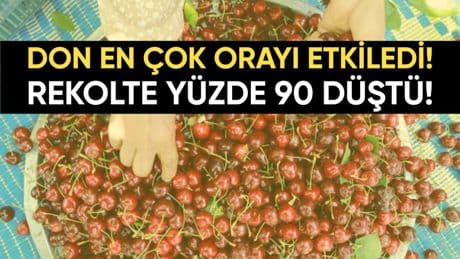 Don en çok orayı etkiledi! Rekolte yüzde 90 düştü: Sadece 800 kilo hasat edilmesi bekleniyor