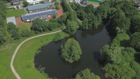 Reptil wohl aus illegaler Zucht - Alligator-Alarm! Stadt sperrt Becken ab