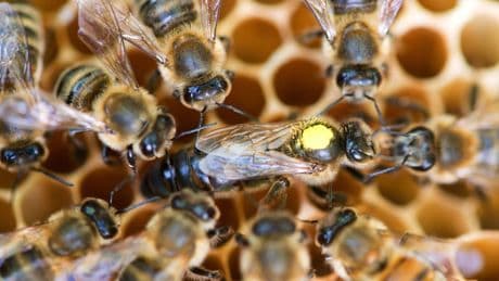 Umwelt: Weniger Bienenvölker, aber höchste Zahl an Imkern im Land