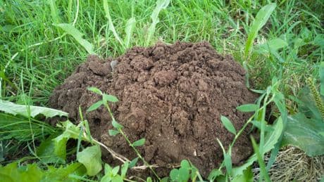 Garten: Mit einem Lebensmittel werden Sie Maulswurfshügel los
