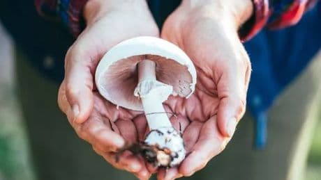 Creeping effect of death cap mushroom as woman accused of Beef Wellington murders