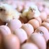 Wär ich wirklich gern ein Huhn?: Was das Geflügeljahrbuch über Mensch und Tier verrät