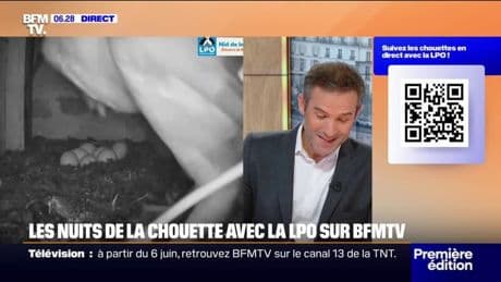 Les nuits de la chouette: naissance imminente en Charente-Maritime