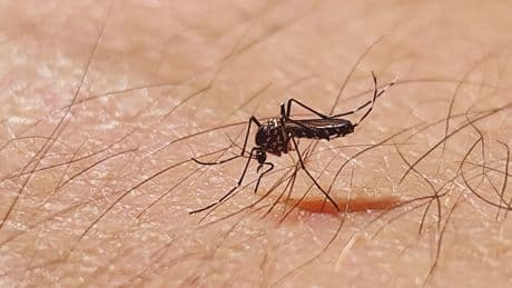 Deutlicher Anstieg in Bayern: Virus von Tigermücke nimmt zu