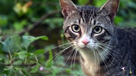 Krefeld will Katzenvermehrung eindämmen: Das müssen Halter zur Katzenschutzverordnung jetzt wissen