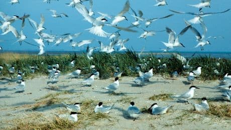 Ist die Klimakrise an der Nordsee schuld? - Seltener Vogel brütet nicht mehr überall an Küste