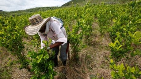 En Colombie, progrès agricoles et techniques dopent la production de cocaïne