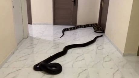 Bangkok, libera due serpenti nel condominio per punire il vicino con il cane rumoroso